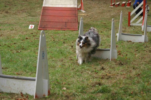 foire-haricots 2011-09-17et18